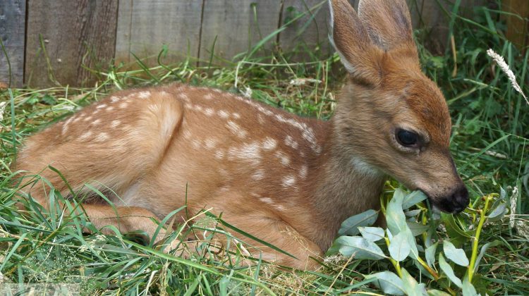 Vancouver Island wildlife rescue centre in need of donations for new ‘Fawn Complex’