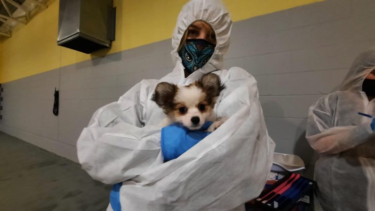 BC SPCA says “do your homework” after 12 dogs and puppies removed from Vancouver Island breeder