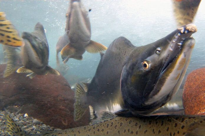 Province announces $3.4 million to strengthen salmon population in ...